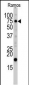 UVRAG Antibody (C-term L555)